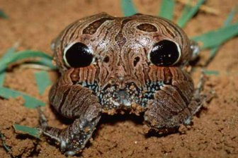 Ученые обнаружили лягушку с фальшивыми глазами в задней части‍