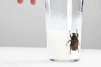 Ученые обнаружили пользу в молоке из тараканов‍